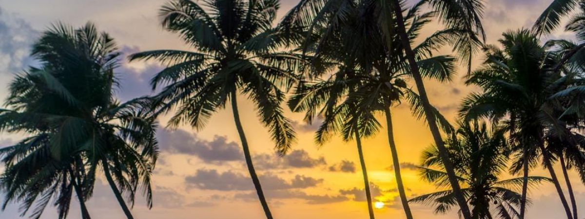 North Goa Insider: Foreigners' Secret Spots for Relaxation and Adventure 1 north goa
